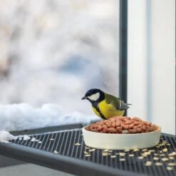 Top Diervoeding Gepelde Pinda's Voor Vogels En Eekhoorns - Buitenvogelvoer - 10 Kg -Huisdierbenodigdheden Korting 1200x1200 3481