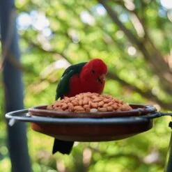 Top Diervoeding Gepelde Pinda's Voor Vogels En Eekhoorns - Buitenvogelvoer - 10 Kg -Huisdierbenodigdheden Korting 1200x1200 3482