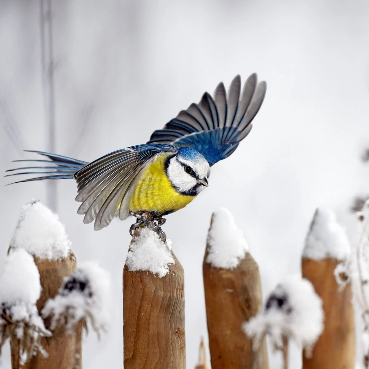Donkersstuff - Voederhuisje Raam - Acryl - Hangend Vogelhuisje – Hangend Aan Het Raam, Met Zuignap – Doorzichtig Raamvoederbakje – Vogelhuisjes 6 Donkersstuff - Voederhuisje Raam - Acryl - Hangend Vogelhuisje – Hangend Aan Het Raam, Met Zuignap – Doorzichtig Raamvoederbakje – Vogelhuisjes - Afbeelding 4
