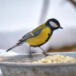 Topdiervoeding Witte Gepelde Pinda’s Voor Vogels En Eekhoorns - Tuinvogelvoer - 10 KG 8 Topdiervoeding Witte Gepelde Pinda’s Voor Vogels En Eekhoorns - Tuinvogelvoer - 10 KG -Huisdierbenodigdheden Korting 1200x1200 3514
