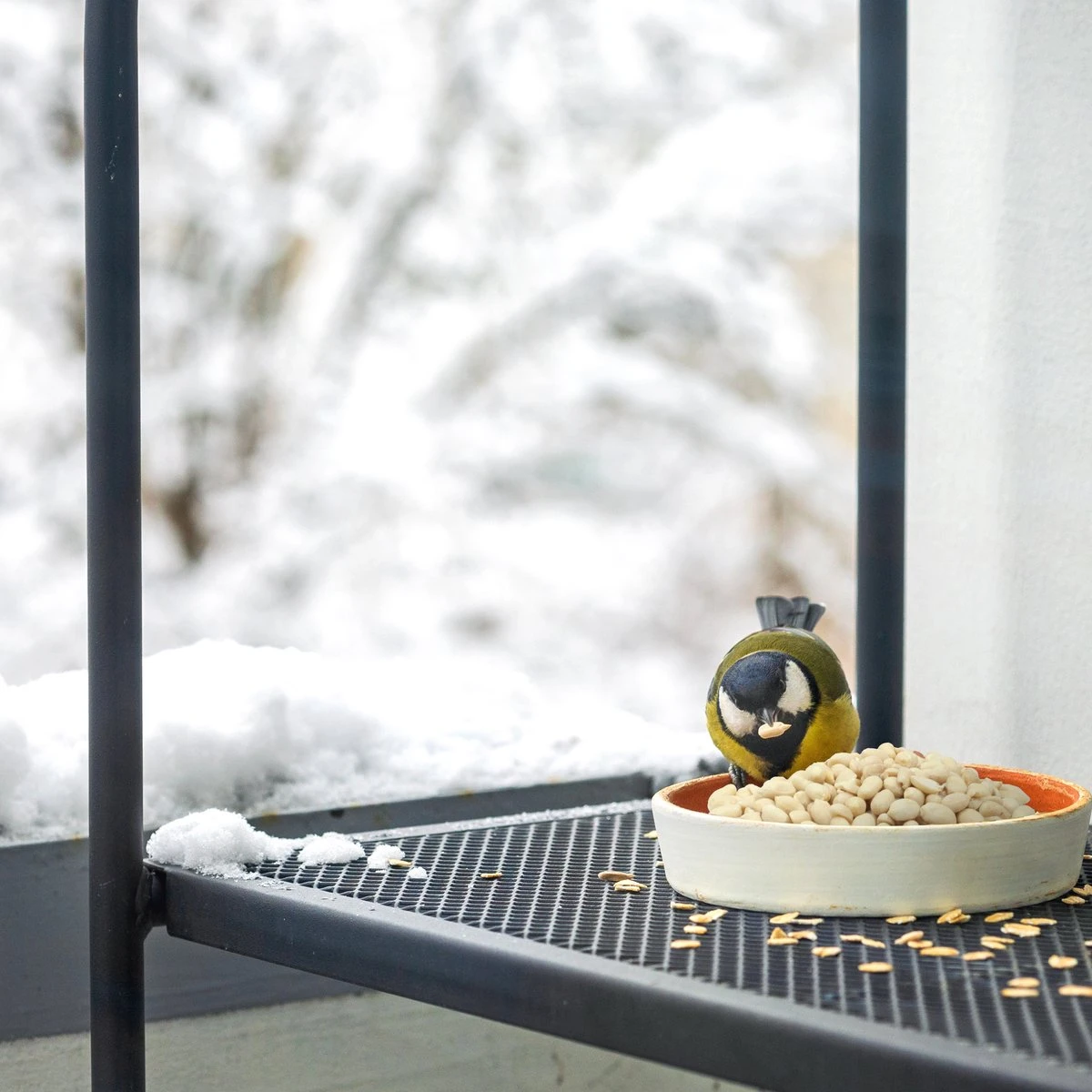 Topdiervoeding Witte Gepelde Pinda’s Voor Vogels En Eekhoorns - Tuinvogelvoer - 10 KG 6 Topdiervoeding Witte Gepelde Pinda’s Voor Vogels En Eekhoorns - Tuinvogelvoer - 10 KG - Image 4