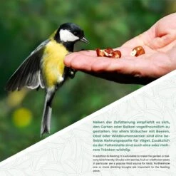 WILDLIFE FRIEND I Hangende Meelworm Voederbak Ø 18cm I Vogelvoederhuisje, Metalen Voederstation Voor Het Hele Jaar Door Voeren Van Wilde Vogels, Metalen Voederbakje 12 WILDLIFE FRIEND I Hangende Meelworm Voederbak Ø 18cm I Vogelvoederhuisje, Metalen Voederstation Voor Het Hele Jaar Door Voeren Van Wilde Vogels, Metalen Voederbakje -Huisdierbenodigdheden Korting 1200x1200 3531