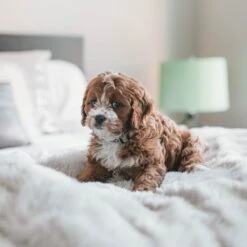 Fluffy Blanket - Pluche Hondendeken - 120 X 100 CM - Grijs - Voor De Auto Of Bank - Fleece -Huisdierbenodigdheden Korting 1200x1200 36