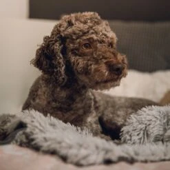 Fluffy Blanket - Pluche Hondendeken - 120 X 100 CM - Grijs - Voor De Auto Of Bank - Fleece -Huisdierbenodigdheden Korting 1200x1200 37