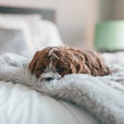 Fluffy Blanket - Pluche Hondendeken - 120 X 100 CM - Grijs - Voor De Auto Of Bank - Fleece -Huisdierbenodigdheden Korting 1200x1200 38