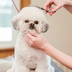 Merkloos Premium Gebogen Trimschaar Honden - Huisdier Trimmen - Hoofd, Poten Ogen & Oren - Kat & Hond Knippen - Veilige Schaar 13 Merkloos Premium Gebogen Trimschaar Honden - Huisdier Trimmen - Hoofd, Poten Ogen & Oren - Kat & Hond Knippen - Veilige Schaar -Huisdierbenodigdheden Korting 1200x1200 397