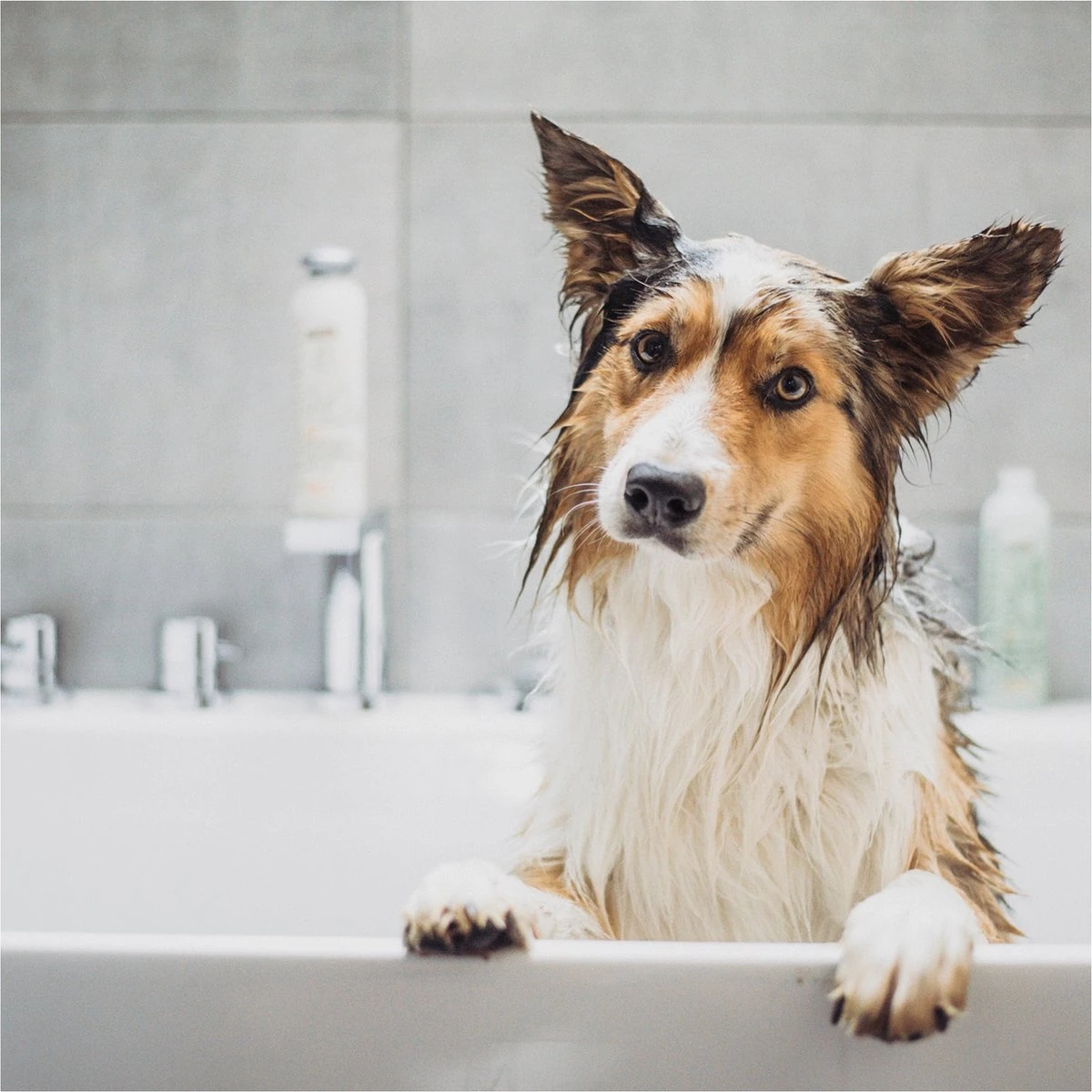Greenfields Vacht Verzorging Set Voor Honden Shampoo, Conditioner & Droogshampoo 7 Greenfields Vacht Verzorging Set Voor Honden Shampoo, Conditioner & Droogshampoo - Image 5