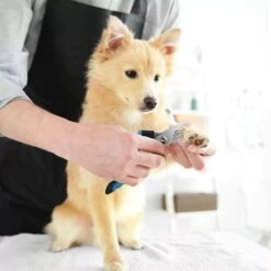 Merkloos Zetamo Professionele Nagelschaar|Nagelschaar Hond | Nagelschaar Kat| Nagelknipper Hond En Kat| Nagelknipper Kat| Nagelknipper Hond|NagelTang Dieren|Poot Verzorging -Huisdierbenodigdheden Korting 1200x1200 525