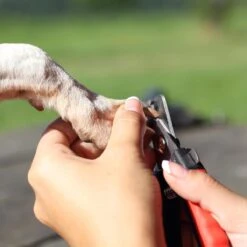 Merkloos Nagelschaar - Nagelschaartje - Nagelknipper - Geschikt Voor Hond Kat Konijn Cavia Vogel - 12 CM -Huisdierbenodigdheden Korting 1200x1200 530