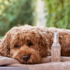 Hondenparfum Spray In 4 Geuren - Greenfields - Alchoholvrije En PH Neutrale Formule Tegen Onaangename Geurtjes - 50ml - Exotic -Huisdierbenodigdheden Korting 1200x1200 578