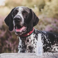 Hondenparfum Spray In 4 Geuren - Greenfields - Alchoholvrije En PH Neutrale Formule Tegen Onaangename Geurtjes - 50ml - Wild -Huisdierbenodigdheden Korting 1200x1200 593