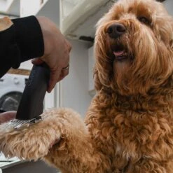 Clipr Ultimate 2-speed Hondentondeuse Op Accu -Huisdierbenodigdheden Korting 1200x1200 598