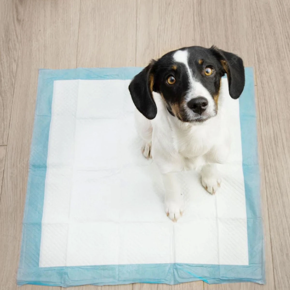 Springos Puppy Training Pads| Plasmatjes Hond | Zindelijkheidstraining | 10 Stuks | 35 X 45 Cm 11 Springos Puppy Training Pads| Plasmatjes Hond | Zindelijkheidstraining | 10 Stuks | 35 X 45 Cm - Image 9