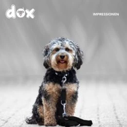 DDOXX Hondenriem Air Mesh, 3-voudig Verstelbaar, 2m | Voor Kleine & Grote Honden | Dubbele Riem Twee Honden Kat Puppy | Tug Leash Large | Lead Leash Small | Walking Leash Puppy Leash | Zwart, M -Huisdierbenodigdheden Korting 1200x1200 76