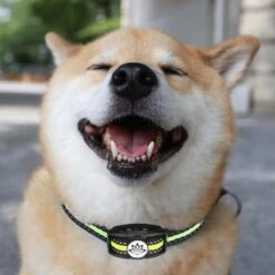 Premium Anti Blafband - Diervriendelijke Opvoedingshalsband Zonder Schok - Trainingshalsband Voor Grote En Kleine Honden - Anti Blaf Band - Correctie Halsband -Huisdierbenodigdheden Korting 1200x1200 807