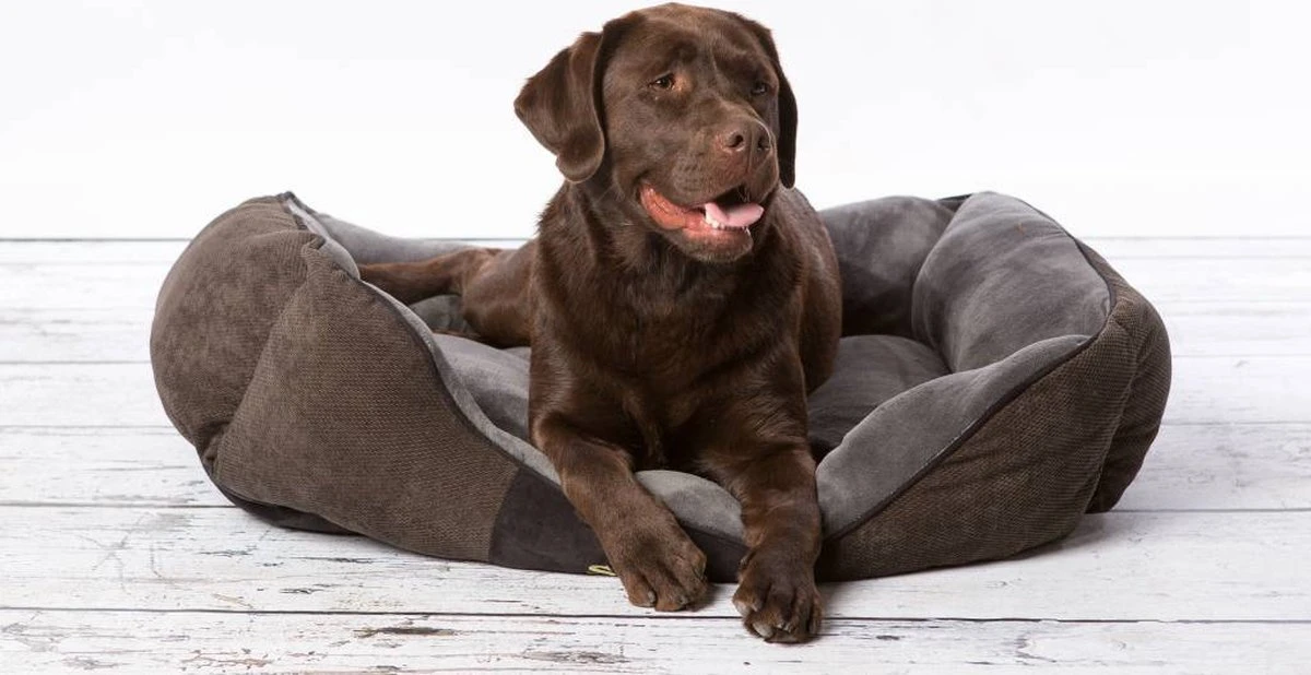 Hondenmand Zacht En Stevig, Anti-Slip En Wasbaar - Scruffs Chester Box Bed - In Grijs En Bruin In Maat S Tot XL - Kleur: Grijs, Maat: Extra Large 13 Hondenmand Zacht En Stevig, Anti-Slip En Wasbaar - Scruffs Chester Box Bed - In Grijs En Bruin In Maat S Tot XL - Kleur: Grijs, Maat: Extra Large - Image 11