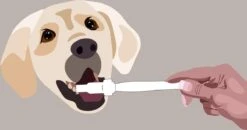 Aedogz Tandsteen Verwijder Spons Hond & Kat - Verwijdert Tandsteen, Aanslag En Vlekken - Verfrist De Adem Voorkomt Tandvleesproblemen. -Huisdierbenodigdheden Korting 1200x632