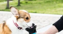 Honden Waterfles 500ML - Bidon - Honden Drinkfles - Waterfles Hond - Blauw -Huisdierbenodigdheden Korting 1200x650 1