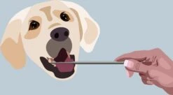 AE Dogz Tandsteenverwijderaar/Tandenkrabber -Huisdierbenodigdheden Korting 1200x663 4