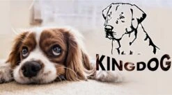 Kingdog - Groot Honden- En Kattenbed | Dierenmand 100 X 75 | Groen - Maat L -Huisdierbenodigdheden Korting 1200x665 3
