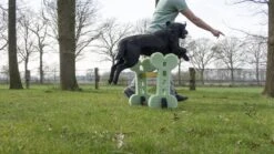 Dog Agility Set Indoor En Outdoor - Honden Trainingsset - -Huisdierbenodigdheden Korting 1200x674 8