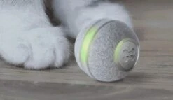 Cheerble Mini Ball 2.0 - Slimme Interactieve Zelf Rollende Bal Voor Katten - 3 Speelmodi - Kattenspeeltjes - USB Oplaadbaar - Rood 23 Cheerble Mini Ball 2.0 - Slimme Interactieve Zelf Rollende Bal Voor Katten - 3 Speelmodi - Kattenspeeltjes - USB Oplaadbaar - Rood -Huisdierbenodigdheden Korting 1200x696