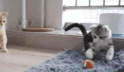 Cheerble Mini Ball 2.0 - Slimme Interactieve Zelf Rollende Bal Voor Katten - 3 Speelmodi - Kattenspeeltjes - USB Oplaadbaar - Rood 24 Cheerble Mini Ball 2.0 - Slimme Interactieve Zelf Rollende Bal Voor Katten - 3 Speelmodi - Kattenspeeltjes - USB Oplaadbaar - Rood -Huisdierbenodigdheden Korting 1200x701 5