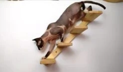 Kattentrap Hout - Linksonder Naar Rechtsboven - Handgemaakte Kattenladder - Katten Klimmuur Klimwand -Huisdierbenodigdheden Korting 1200x706 11