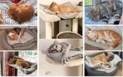 Merkloos Zelfverwarmende Dierendeken Zonder Stroom Thermo Deken Hond Kat Inclusief Adreslabel 70 X 47 Cm 15 Merkloos Zelfverwarmende Dierendeken Zonder Stroom Thermo Deken Hond Kat Inclusief Adreslabel 70 X 47 Cm -Huisdierbenodigdheden Korting 1200x751 4