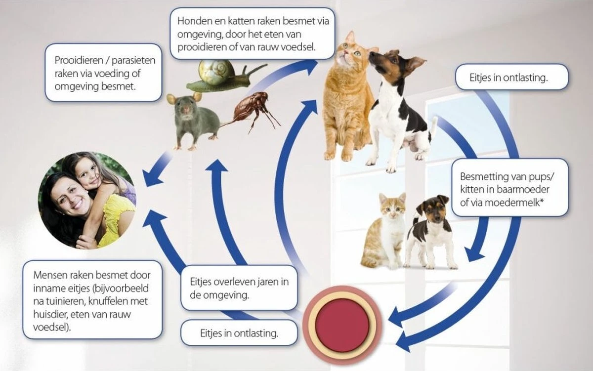 Beaphar Milquestra Kleine Kat/kitten - 0,5 Tot 4 Kg - 2 Tabletten 6 Beaphar Milquestra Kleine Kat/kitten - 0,5 Tot 4 Kg - 2 Tabletten - Image 4