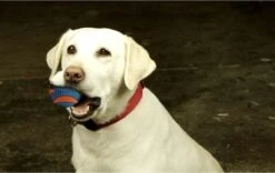 Chuckit! Chuckit Ultra Squeaker Ball Medium ø 6 Cm 2 - Pack -Huisdierbenodigdheden Korting 1200x760 3