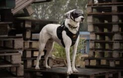 Always Prepared © Pro K9 Hondentuig - Anti Trek - Y Tuig - Middel En Grote Hond - Veiligheidstuig -Huisdierbenodigdheden Korting 1200x761 2