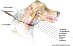 Anny.X Hondentuig Y Tuig Bruin Barnsteen Maat L Geschikt Voor Borstomvang 70-86cm -Huisdierbenodigdheden Korting 1200x765 1