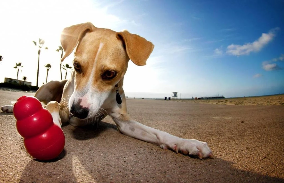 Kong Kauwbot - Hondenspeelgoed - Rood - L 18 Kong Kauwbot - Hondenspeelgoed - Rood - L - Image 16