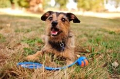 Chuckit! Ultra Ball M – Honden Speelgoed – Hondenbal– Drijft Op Water – Stuitert – Veilig Voor Gebit – Honden Bal – Ideaal Met De Ballenwerper – Ø 6cm – Oranje/Blauw – Hondenspeeltjes– 4-Pack -Huisdierbenodigdheden Korting 1200x797 6