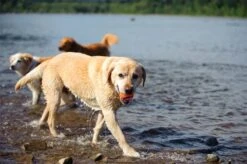 Chuckit! Ultra Ball M – Honden Speelgoed – Hondenbal– Drijft Op Water – Stuitert – Veilig Voor Gebit – Honden Bal – Ideaal Met De Ballenwerper – Ø 6cm – Oranje/Blauw – Hondenspeeltjes– 4-Pack -Huisdierbenodigdheden Korting 1200x797 7