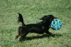 JW HOL-EE ROLLER Medium – Hondenbal Rubber – 11,5 Cm -Huisdierbenodigdheden Korting 1200x798 4