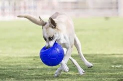 Jolly Pets Jolly Soccer Ball – Hondenspeelgoed – Apporteerspeelgoed– Jollyflex Stevig Kunststof – Drijvend Hondenspeeltje – Ø15cm – Licht Blauw -Huisdierbenodigdheden Korting 1200x798 8