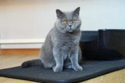 Merkloos Tastelio XXL Kattenbakmat 75x55cm - Groot Kattenbak Mat Met Innovatieve Honingraatstructuur - Dubbele Waterdichte Laag - Katten Bak Mat Met Eenvoudige Reiniging Grit Opvanger -Huisdierbenodigdheden Korting 1200x799 100