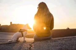 Julius K9 Julius-K9 IDC®Powertuig, XS - Mini-Mini, Camouflage -Huisdierbenodigdheden Korting 1200x799 16