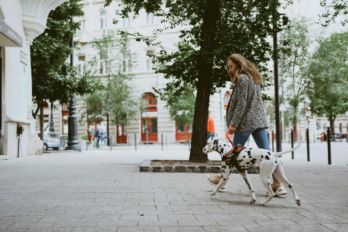 Julius K9 Julius-K9 IDC®Powertuig, M - Maat 0, Zwart 7 Julius K9 Julius-K9 IDC®Powertuig, M - Maat 0, Zwart - Image 5