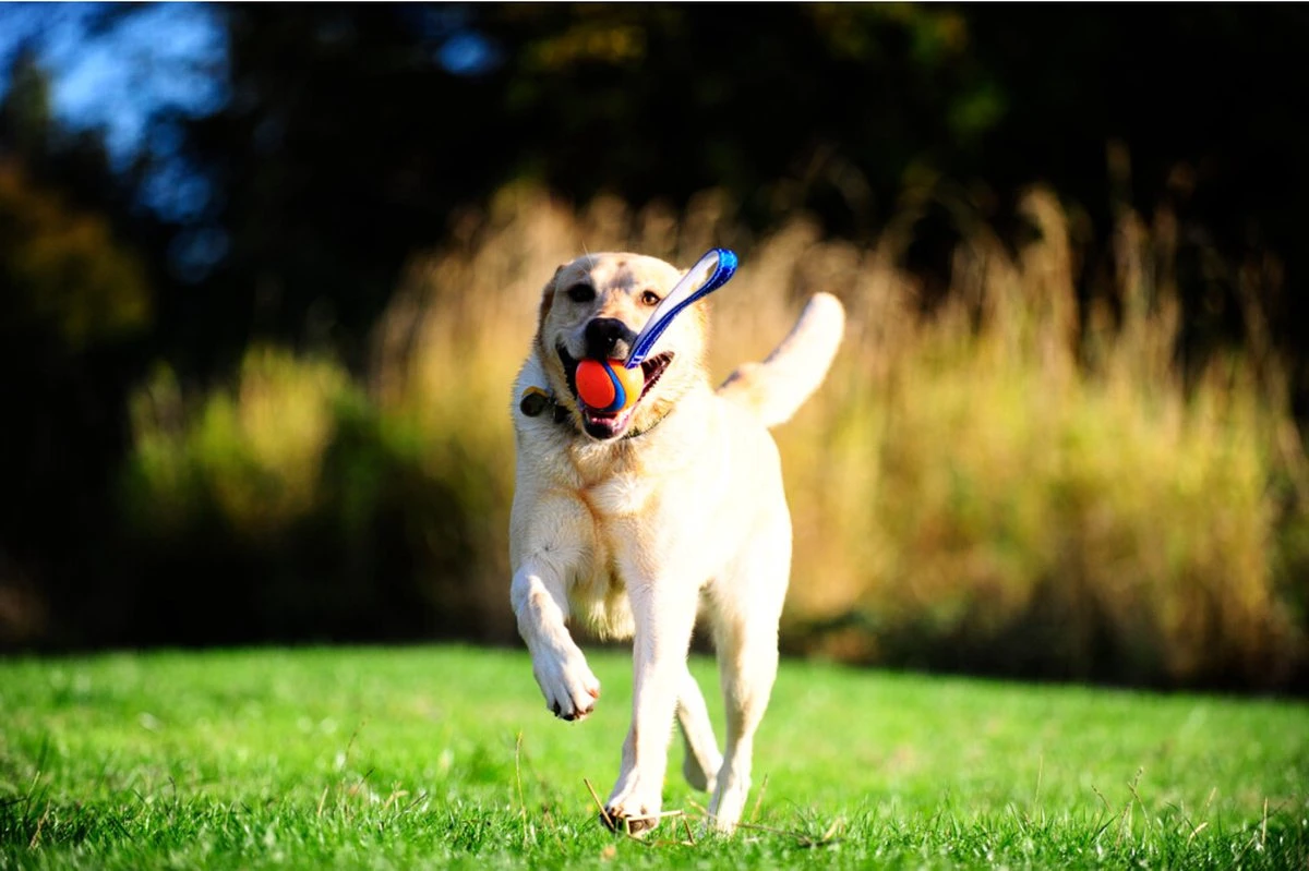 Chuckit! Chuckit Ultra Tug Medium 4 Chuckit! Chuckit Ultra Tug Medium - Image 2