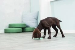 Trixie Junior Likplaat Mintgroen (15X15 CM) -Huisdierbenodigdheden Korting 1200x799 30