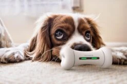 Wickedbone - Automatisch, Interactief En Intelligent Speelgoed Voor Honden - App & Bluetooth Bestuurbaar - USB Oplaadbaar -Huisdierbenodigdheden Korting 1200x799 32