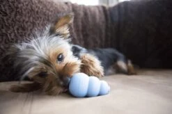 Kong Puppy - Hondenspeelgoed - Assorti - L -Huisdierbenodigdheden Korting 1200x799 36