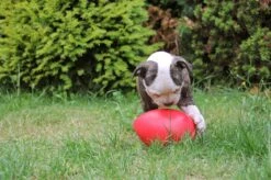 Jolly Pets Jolly Egg Hondenspeelgoed – Stevige Hondenbal – Gemaakt Van Extreem Duurzaam Kunststof – Geschikt Voor De Grotere Hond – Hondenspeeltjes – Weerbestendig - 30cm – Rood -Huisdierbenodigdheden Korting 1200x799 40