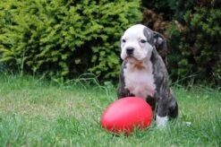 Jolly Pets Jolly Egg Hondenspeelgoed – Stevige Hondenbal – Gemaakt Van Extreem Duurzaam Kunststof – Geschikt Voor De Grotere Hond – Hondenspeeltjes – Weerbestendig - 30cm – Rood -Huisdierbenodigdheden Korting 1200x799 41