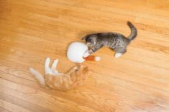 FroliCat Vossenhol - Automatische Kattenplager - Kattenspeelgoed -Huisdierbenodigdheden Korting 1200x799 95