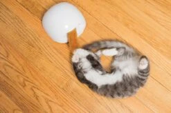 FroliCat Vossenhol - Automatische Kattenplager - Kattenspeelgoed -Huisdierbenodigdheden Korting 1200x799 96