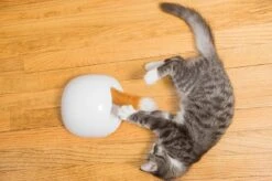 FroliCat Vossenhol - Automatische Kattenplager - Kattenspeelgoed -Huisdierbenodigdheden Korting 1200x799 97